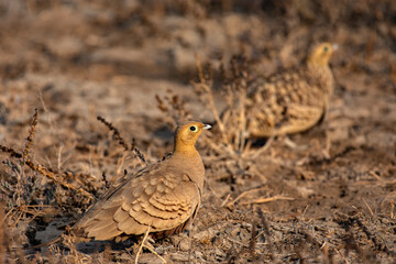 Chestnut-bellied Sandgrouse foraging on ground at Little Rann of Kutch