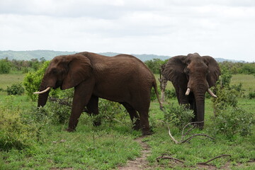 elephant, animal, wildlife, safari, big, wild, nature, large, african elephant, bush, ears, park,...