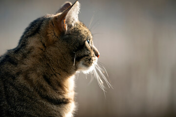 close up portrait of a cat, nacka,stockholm,sweden,sverige,mats