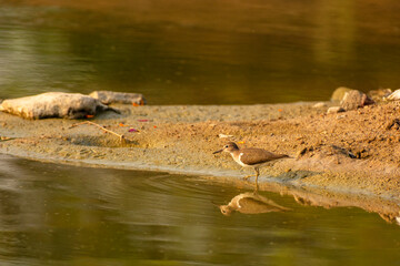 Plover Bird Searching for Food Beside a Water Body in Natural Habitat