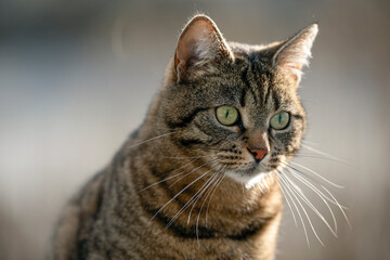 close up portrait of a cat, nacka,stockholm,sweden,sverige,mats