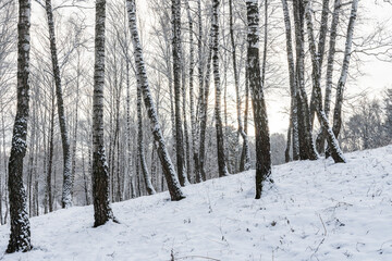 Birch grove after a snowfall on a winter cloudy day. Birch branches covered with snow.