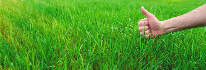 Lawn grass close-up in the yard. Selective focus.