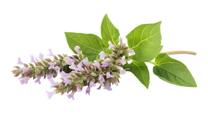 Thai Basil and Patchouli Plant Blooming Vibrantly on Transparent Background