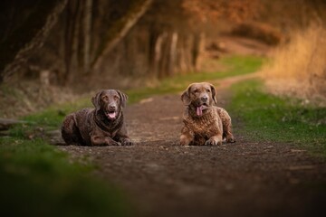 Beautiful Chesapeake Bay Retriever dog breed