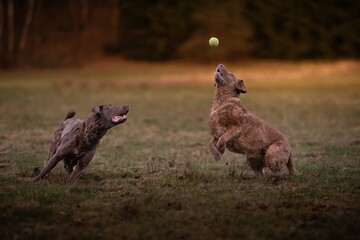 Beautiful Chesapeake Bay Retriever dog breed