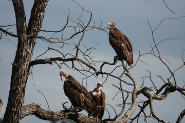 elk in the wild, Valture in a nature, animal, nature, wildlife, wild, grass, forest, park, green, Africa