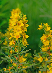 Blühender Goldfelberich, Lysimachia punctata