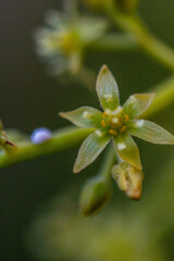 Persea americana pertenece a la familia Lauraceae.