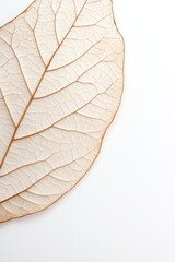 Delicate, translucent leaf showcasing intricate vein patterns on