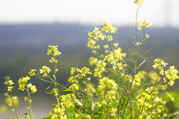 Spring in the field: close-up of blooming wild rapeseed against a blurred mountain background. Flowering period of Brassica napus: sunlit inflorescences with yellow four-petaled flowers