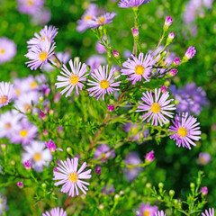 Herbstastern in einer Nahaufnahme