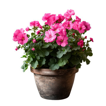 Pink flower blooms vibrantly in old pot, sign of joy