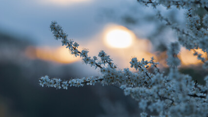 Closeup at blooming plum tree flowers during sunrise