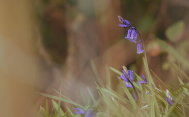 Bluebell plant flower
