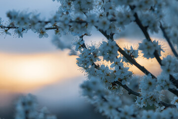 Closeup at blooming plum tree flowers during sunrise
