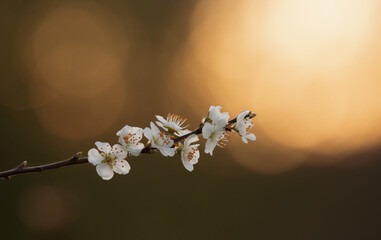 Branch of blooming plum tree flowers
