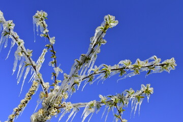  gardens in spring. Life-saving water in case of frost