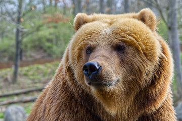 Brown bear close-up view head looking around in nature dangerous wild animal