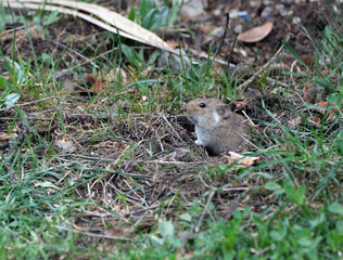 Field mouse watching the surroundings in front of its hole.