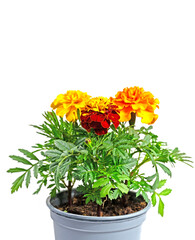 Tagetes im Blumentopf vor weißem Hintergrund