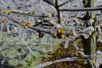  gardens in spring. Life-saving water in case of frost