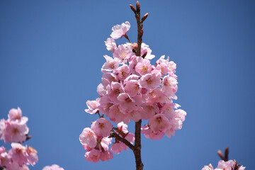 河津桜