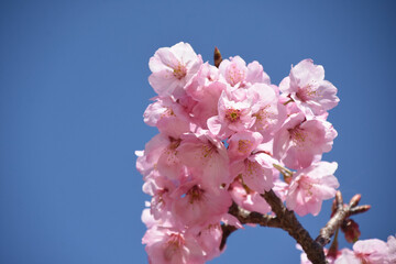 河津桜