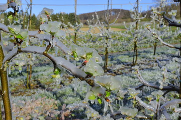  gardens in spring. Life-saving water in case of frost