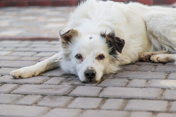 Sad homeless dog on the street. Selective focus.