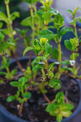 Hydrangea unfurls its leaves in spring. Selective focus.