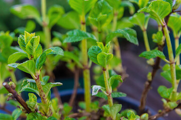Hydrangea unfurls its leaves in spring. Selective focus.