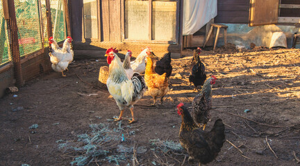 Chickens and a rooster in a henhouse. Selective focus.