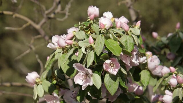 arbuste &agrave; fleurs roses au printemps