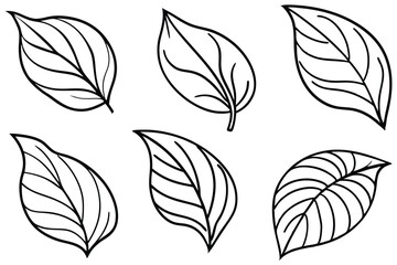 Hosta Leaf Line Art Illustration Unique Design for Nature Lovers  