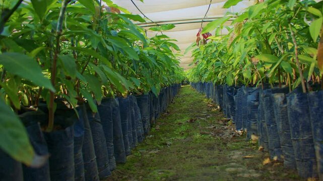A shot of greenhouse interior shows neatly aligned rows of young mango trees in black grow bags on either side of a mossy dirt path, under a translucent shade canopy.