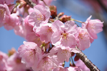河津桜