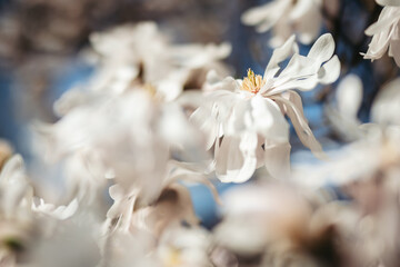 Close-up of blooming Magnolia stellata flowers in soft spring light. The creamy white petals and delicate structure capture the gentle beauty of early spring. Ideal for botanical themes, background.