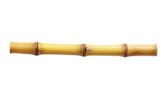 A single section of light yellow bamboo isolated on a bright white background showcasing its natural