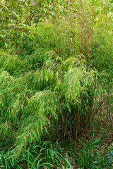 A dense clumping Fargesia from Jiuzhaigou Valley in Sichuan Province, China