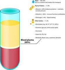 A detailed vector infographic showing the composition of human blood plasma, including water, plasma proteins, and other solutes. Educational medical illustration highlighting elements like albumin, g