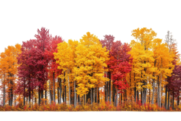 Vibrant autumn forest scene showcasing fiery red and golden yellow trees against a bright white