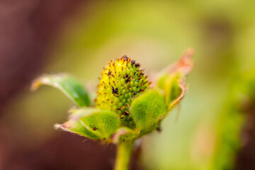 Fragaria × ananassa pertenece a la familia Rosaceae.