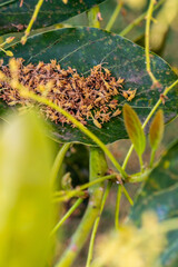 Persea americana pertenece a la familia Lauraceae.