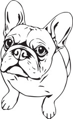 French bulldog. Hand drawn vector illustration	