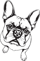 French bulldog. Hand drawn vector illustration	