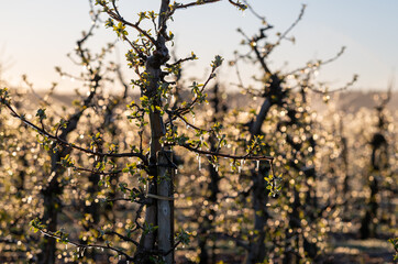 Frostschutz der Apfelblüte im Anbaugebiet 'Altes Land'. Bei nächtlichen Minusgraden werden die Apfelbäume beregnet. Das Eis schützt die Blüten:
