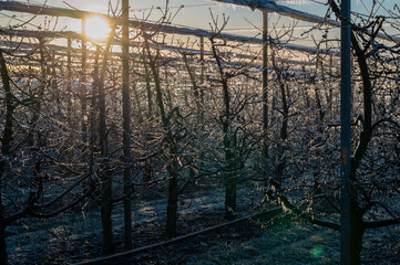 Frostschutz der Apfelblüte im Anbaugebiet 'Altes Land'. Bei nächtlichen Minusgraden werden die...
