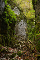 Mossy forest gorge with fallen trees........4o..