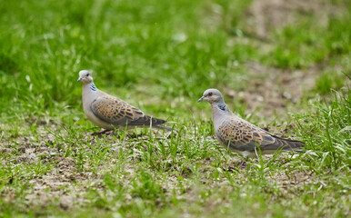 Pair of turtle doves foraging.........